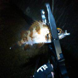 ありがとうメバル